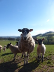 FZ004146 Ewe and lambs in field.jpg